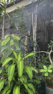 ชุดพ่นหมอก ชุดทำหมอก สายยางไมโคร หัวพ่นหมอกทองเหลือง ครบชุด ยาว 10 20 30เมตร