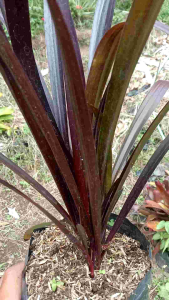 Tanaman Hias Outdoor Langka Krinum Lad Leap Mini