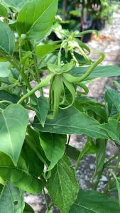 Cây hoàng lan hay công chúa hoa rất thơm