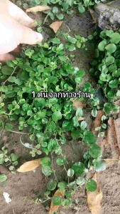 ต้นพันธุ์ใบต่างเหรียญ