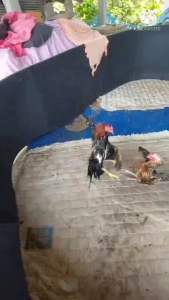 ไข่ไก่ชน ชุด 5 ลูก มหานคร 100% สุดยอดและเจ้าแสน รับประกันเชื้อร้านค้า ชุดประแกตร์สูงสุด