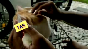 TAR TETES ANTI KUTU: Obat Tetes Kutu Kucing/Anjing Aman Untuk Cat/Dog Hamil / Kitten Bisa Untuk Anjing/Kucing Hewan Lainnya Dan Juga Manusia