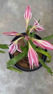 Tanaman Crinum Twist