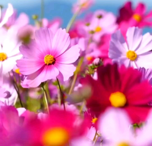 30 BUTIR BIJI/BENIH BUNGA COSMOS SENSATION DWARF MIXED