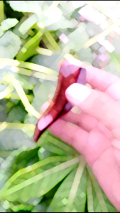 Pipa cangklong kayu gali asem motif blimbing super