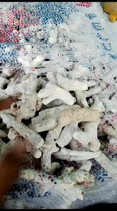 Karang Jahe Urai 1kg: Filter Kolam Koi & Aquarium