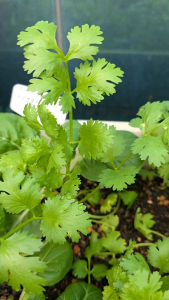 Trio Seediy Herb seeds Coriander 芫茜  Ketumbar   608 5g (Approx 300 seeds)