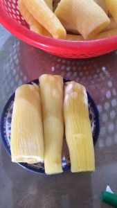 Giống sắn nghệ- khoai mì ruột vàng