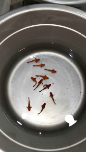 （孔雀鱼）越南🇻🇳红耳 1套3对 (Guppy) Vietnamese 🇻🇳 Red Ear 1 set of 3 pairs