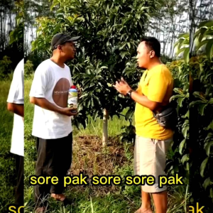 Pupuk Cair Organik - Pupuk Pertumbuhan dan Pembuahan Pelebat Buah - Pupuk Agro Lestari Kemasan 1 Ltr