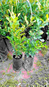 มะกรูดแบบเพาะเมล็ด ถุงใหญ่ 1 ถุง มี 2-4 ต้น