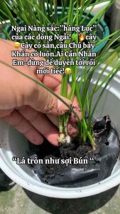 Ngải Nàng Sắc – Hút Khách Tăng Lộc-Người dưng thành người Thương-Khách lạ thành khách quen Cây Giống bên Cam đem về-Lá Tròn Dài Dạng Sợi Bún.”