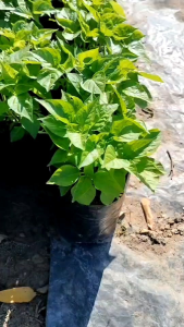 ต้นพริกเครือ ชุด 3 ถุง ลูกดก ปลูกง่ายโตไวเก็บเกี่ยวได้ทั้งปี