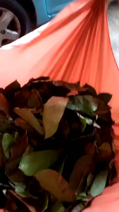 (PROMOSI Habis) 100 Uncang Teh Daun Durian Belanda Asli Confirm Asli