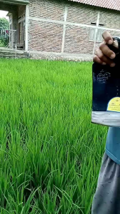 cangkul mata original bahan dari baja rel kereta api