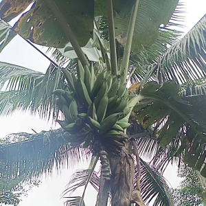 Bibit Pisang Nangka: Kualitas & Keunggulan