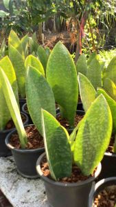 ต้นครีบปลาวาฬ ครีบปลาวาฬ ครีบวาฬ ต้นครีบวาฬ ลิ้นมังกรมาโซเนียน่า ต้นวาฬเกยตื้น ขนาดกระถาง 11 นิ้ว ไม้ฟอกอากาศ ลิ้นมังกร ต้นลิ้นมังกร