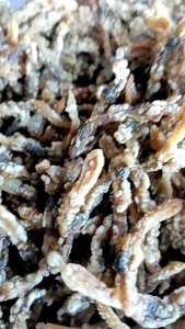 LORJUK KERANG BAMBU ORIGINAL 250 gr TANPA TEPUNG Renyah Gurih SIAP MAKAN Asli Alami Camilan Laut Madura Oleh Oleh Surabaya Khas Qday Classic Cemilan Kerupuk Krupuk Jajan Jajanan Hemat Murah Grinting