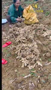 Mứt gừng viên xứ Tiên QNA Farm