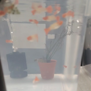 Albino Koi (Gen Red ear)