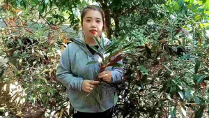 Cây đơn đỏ 1kg cho ngưòi mẩn ngứa mề đay