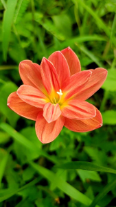 บัวดินดอกซ้อนสีแดง Z. Sudteerak  3 หัว