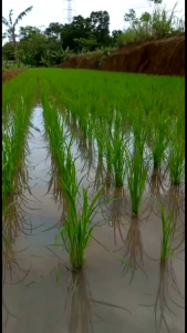 ASLI 100% HANAMARU-Pupuk asli Terbaik (Promo beli 3 grtis 1Perangsangan Dan Pertumbuhan Semua Jenis Tanaman