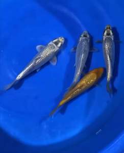 jAPAN GINRIN KAWARI KOI 25cm from IKARASHI FARM  788 per koi + shipping 50