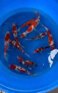 JAPAN KOHAKU / SANKE / SHOWA ( potential JUMBO ) 20-25cm from MARUDO Farm 988 per koi. Body shape all tip top