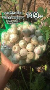 กระเทียมโทนใหญ่สุดๆ (ขายส่ง) 10 กก