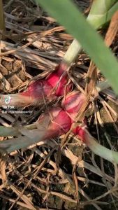 หอมแดงไทยมัดจุก (มีต้น) 1 กก