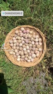 กระเทียมโทนกลางเปลือกหนา 1 กก