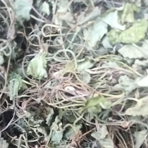 jual daun pegagan kering  250grm