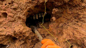 ผึ้งโพรงดินกลิ่นหอมหวานเป็นเอกลักษณ์ของผึ้งดินใหม่ๆของปี67น้ำผึ้งป่าเดือน5  จากป่าแท้100%  ขนาด 720ml