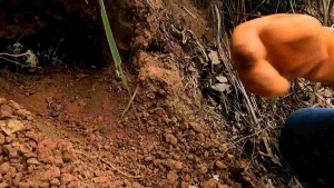 น้ำผึ้งดินผึ้งป่าเดือน5ของแท้ 100%