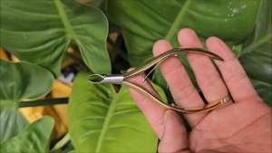 กรรไกรวีทองสปริงคู่(P6-Gold)ปากยาว 7mm หัวเล็กแหลมและยาวเข้าซอกดีมาก)กรรไกรตัดหนังเวียดนาม