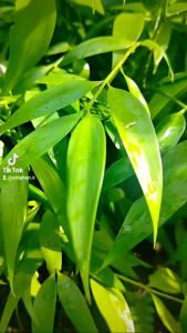 ต้นขุนไม้ หรือพญาไม้ 🌿ไม้มงคล ไม้หายาก🌿