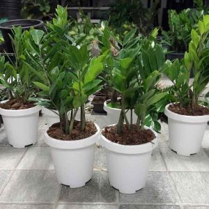 ต้นกวักมรกต : ต้นไม้ฟอกอากาศ  ต้นไม้มงคล