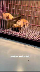 [FOOT REST] ALAS KANDANG KUCING & ANJING || UKURAN 30 X 30 CM