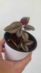 Wandering Jew Zebrina Purple
