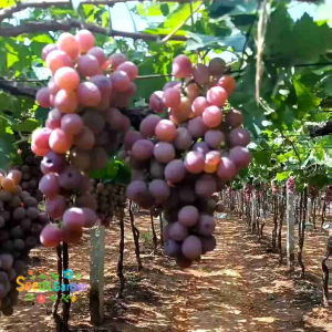 5 BUTIR BIJI/BENIH TANAMAN ANGGUR MERAH RED GLOBE