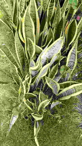 Bibit Tanaman Lidah Mertua Kuning Murah Tanpa Media Tanam Universal (COD)