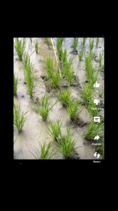 Osrok Rumput Sawah Berbahan Plat Baja Tebal Kuat Dan Awet - Garukan Matun / Garok Pembasmi Gulma Sawah / Alat Pembasmi Rumput Liar Masa Kini - Alat Penyiang Rerumputan Sawah - Alat Penggembur Tanah Perkebunan