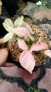 Syngonium ‘Pink Splash’ -  - Pokok Syngonium Bercorak Merah Jambu - सिंगोनियम पिंक स्प्लैश Vibrant Syngonium Pink Splash – A Stunning Variegated Aroid Easy Indoor Plant Colorful Foliage Compact & Stylish LIVE PLANT