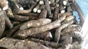 Củ Bạc Hà núi Chuẩn hàng đào núi (Núi Cấm Linh Thiêng trị ung thư)5kg tặng 1kg