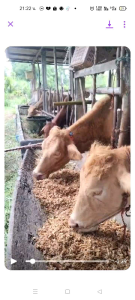 ยีสต์หมักอาหารสัตว์ ขนาดบรรจุ5 กก. โค กระบือ หมู ไก่ โปรตีน 35% เห็นผลชัดเจน 100% อัตราการใช้ 1- 5 กก/ตัน เสริมสร้างภูมิคุ้มกัน กินอาหารเก่ง โตไว