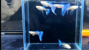 Skyblue Albino blue topaz ribbon guppy fish aquarium