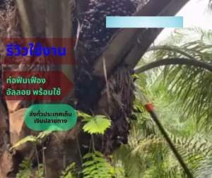 ชุดเคียวตัดปาล์ม kls