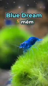 Tép cảnh màu Blue dream trang trí hồ thuỷ sinh cá cảnh