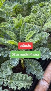 เมล็ดพันธุ์ เคลใบหยิก 150-1200 เมล็ด Dwarf blue kale F1 เมล็ดพันธุ์แท้นำเข้าจากต่างประเทศ เราไม่ใช่เเค่ร้านขายเมล็ด เเต่เราเป็นร้่านที่ปลูกเคลเป็นอาชีพ ทุกภาพล้วนเเล้วเป็นต้นผักเคลจากเมล็ดของสายพันธุ์นี้ที่เราปลูกเอง มีคู่มือการเพาะให้ไปด้วย